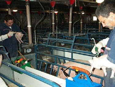 treat tray in use